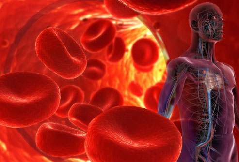 red blood cells and the blood vessels system in a human body
